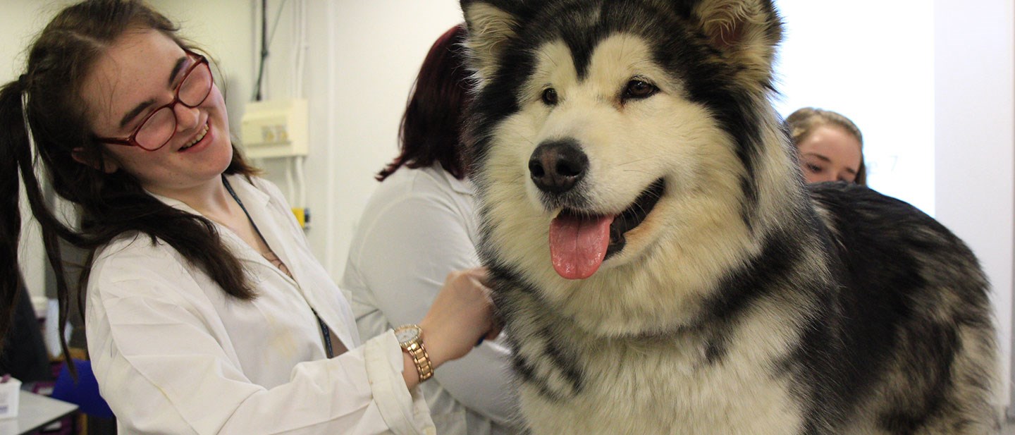 Alaskan Malamute Taggie in class with Animal Care students