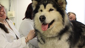 Alaskan Malamute Taggie in class with Animal Care students