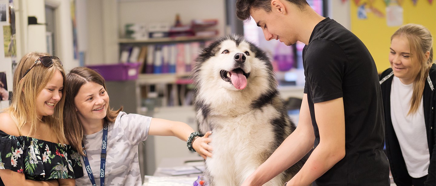 Animal Care students practising bandaging on a dog