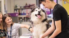 Animal Care students practising bandaging on a dog