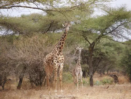 Tanzania Trip Gallery