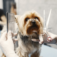  A brown dog is ready for his grooming and a student is holding scissors and comb to do a dog hair trimming .